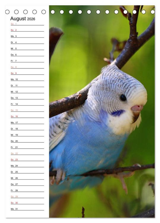 Produktbild: WELLENSITTICHE - S&uuml;&szlig;e Wellis (Tischkalender 2026 DIN A5 hoch), CALVENDO Monatskalender
