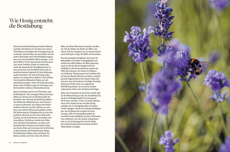 Produktbild: Honig
