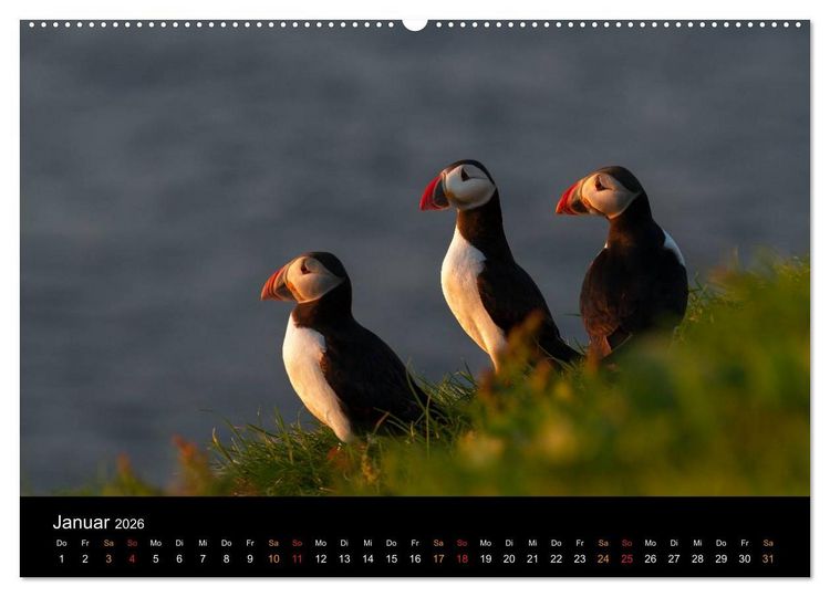 Produktbild: Welt der Papageitaucher (hochwertiger Premium Wandkalender 2026 DIN A2 quer), Kunstdruck in Hochglanz