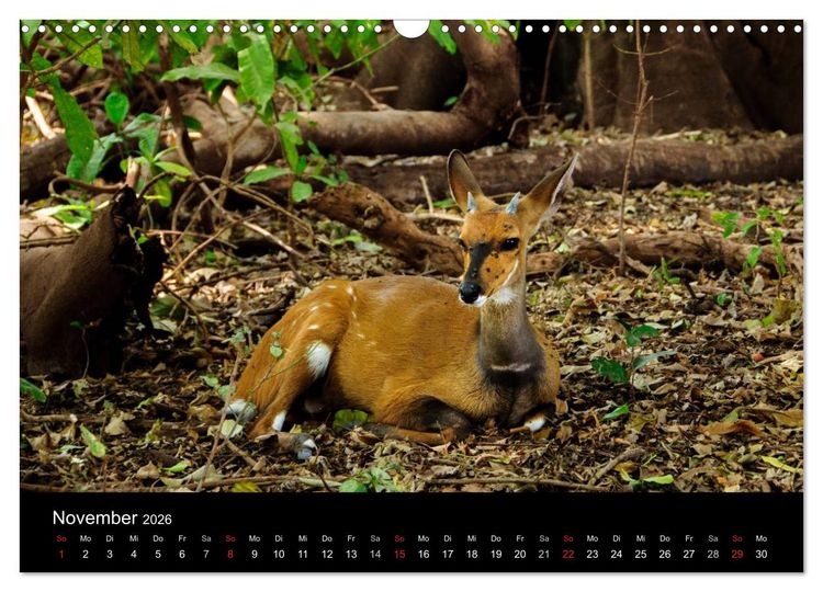 Produktbild: Wildes Afrika (Wandkalender 2026 DIN A3 quer), CALVENDO Monatskalender