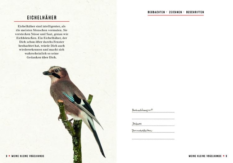 Produktbild: Meine kleine Vogelkunde