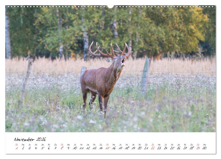 Produktbild: Rotwild - im Naturparadies der Mecklenburgischen Seenplatte (hochwertiger Premium Wandkalender 2026 DIN A2 quer), Kunstdruck in Hochglanz