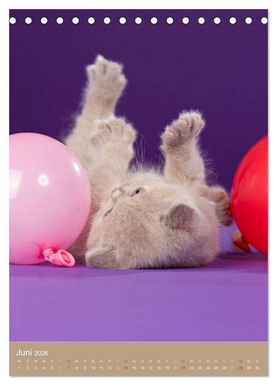 Produktbild: Britisch Kurzhaar Katzenkalender (Tischkalender 2026 DIN A5 hoch), CALVENDO Monatskalender