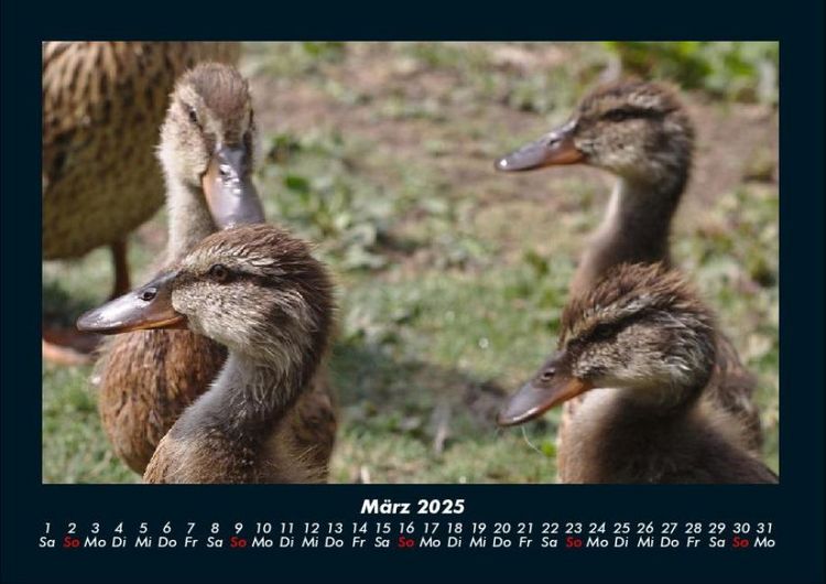 Produktbild: Enten 2025 Fotokalender DIN A4