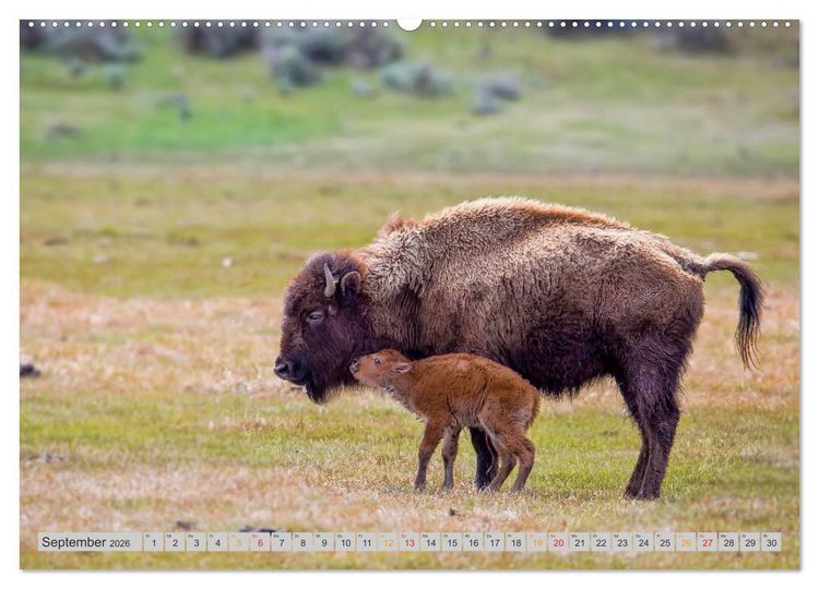 Produktbild: Bison und Wisent - Riesen mit unb&auml;ndiger Kraft (hochwertiger Premium Wandkalender 2026 DIN A2 quer), Kunstdruck in Hochglanz