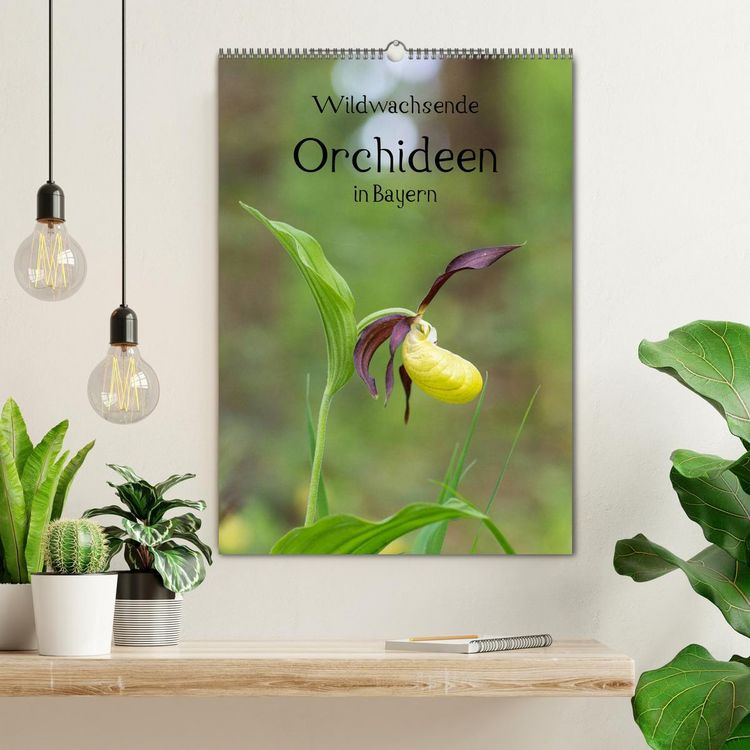 Produktbild: Wildwachsende Orchideen in Bayern (Wandkalender 2026 DIN A2 hoch), CALVENDO Monatskalender