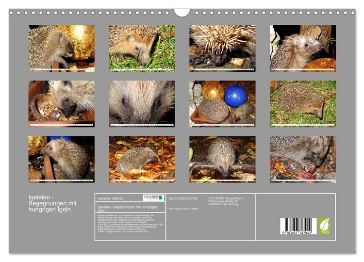 Produktbild: Igeleien - Begegnungen mit hungrigen Igeln (Wandkalender 2026 DIN A3 quer), CALVENDO Monatskalender