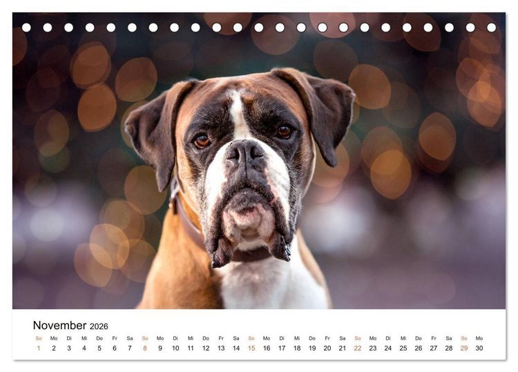 Produktbild: Deutscher Boxer (Tischkalender 2026 DIN A5 quer), CALVENDO Monatskalender