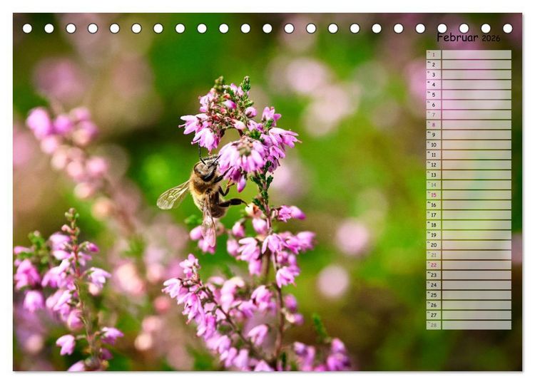 Produktbild: Heidespaziergang (Tischkalender 2026 DIN A5 quer), CALVENDO Monatskalender