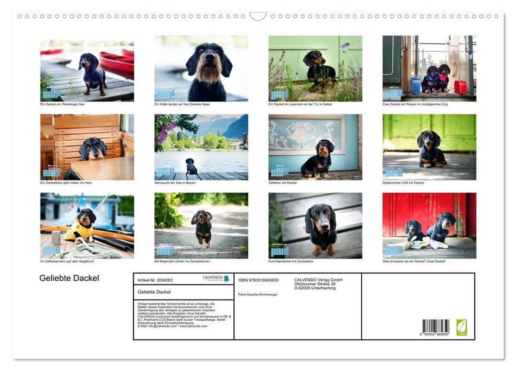 Produktbild: Geliebte Dackel (Wandkalender 2026 DIN A2 quer), CALVENDO Monatskalender