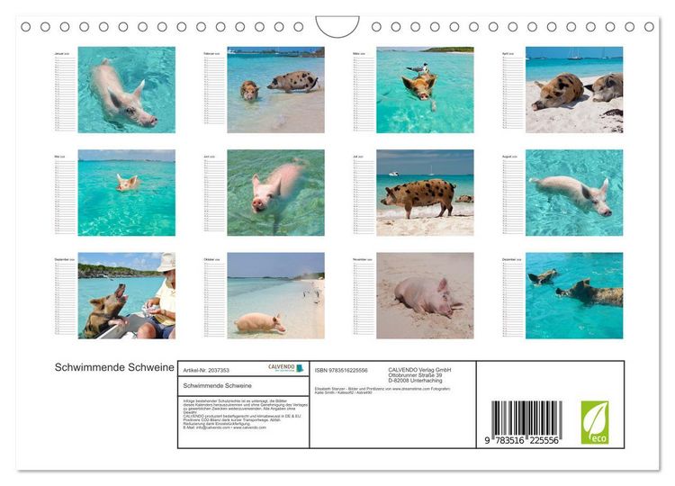 Produktbild: Schwimmende Schweine (Wandkalender 2026 DIN A4 quer), CALVENDO Monatskalender