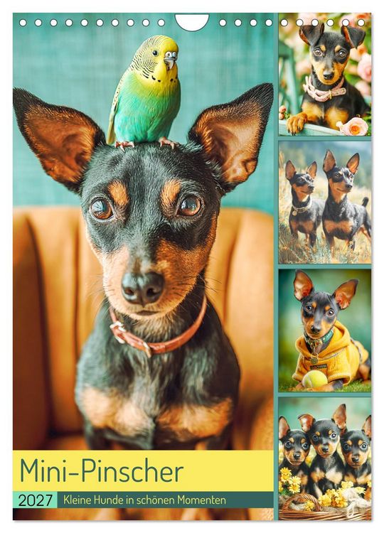 Produktbild: Mini-Pinscher. Kleine Hunde in sch&ouml;nen Momenten (Wandkalender 2027 DIN A4 hoch), CALVENDO Monatskalender