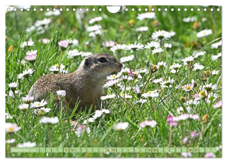 Produktbild: Ziesel im Burgenland (Wandkalender 2026 DIN A4 quer), CALVENDO Monatskalender