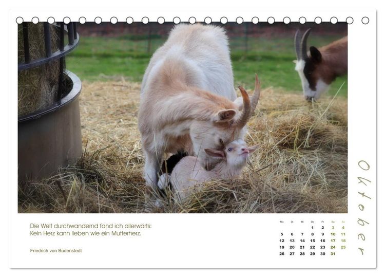 Produktbild: Mutterliebe - Ziegen mit ihren s&uuml;&szlig;en L&auml;mmern (Tischkalender 2026 DIN A5 quer), CALVENDO Monatskalender