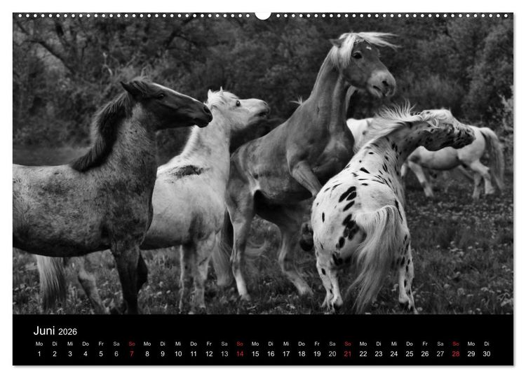 Produktbild: Pferde 2026 Wild Thing (Wandkalender 2026 DIN A2 quer), CALVENDO Monatskalender