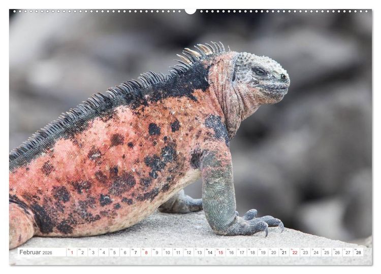 Produktbild: Galapagos. Verzauberte Inseln (Wandkalender 2026 DIN A2 quer), CALVENDO Monatskalender