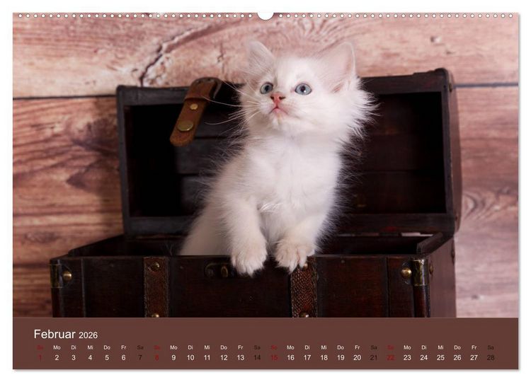 Produktbild: Verspielte Ragdolls - Sanfte Katzen in seidigem Haarkleid (Wandkalender 2026 DIN A2 quer), CALVENDO Monatskalender