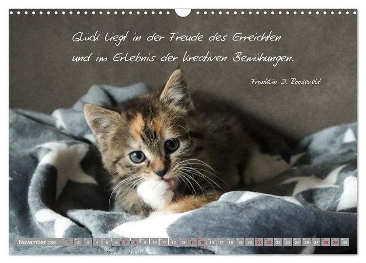 Produktbild: Katzenkinder - zauberhafte Wesen (Wandkalender 2026 DIN A3 quer), CALVENDO Monatskalender