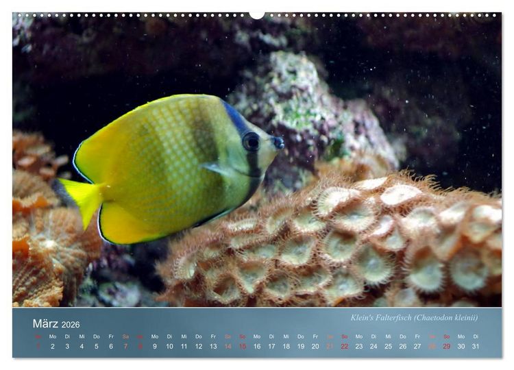 Produktbild: Bunte Riffbewohner - Fische, Anemonen und noch viel mehr (Wandkalender 2026 DIN A2 quer), CALVENDO Monatskalender