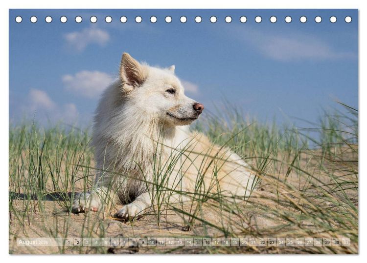 Produktbild: Mit Hunden an den Str&auml;nden von Nord- und Ostsee (Tischkalender 2026 DIN A5 quer), CALVENDO Monatskalender