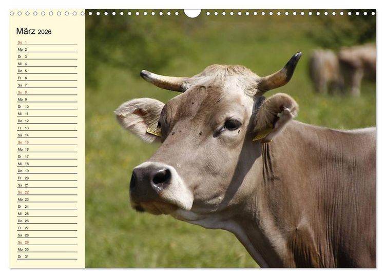 Produktbild: Gl&uuml;ckliche K&uuml;he auf saftigen Wiesen (Wandkalender 2026 DIN A3 quer), CALVENDO Monatskalender