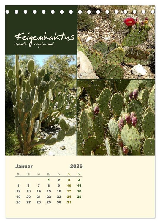 Produktbild: Kakteen der US-S&uuml;dweststaaten (Tischkalender 2026 DIN A5 hoch), CALVENDO Monatskalender