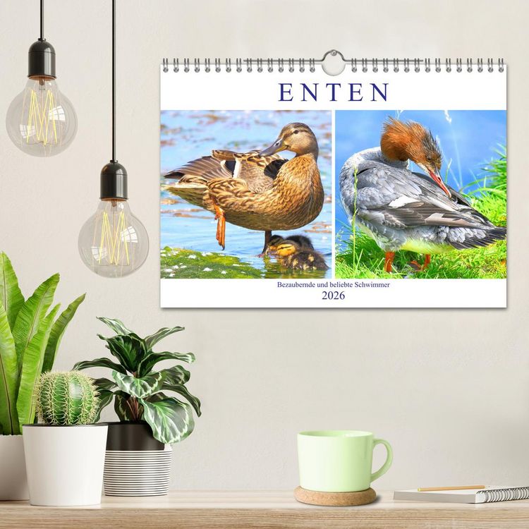 Produktbild: Enten. Bezaubernde und beliebte Schwimmer (Wandkalender 2026 DIN A4 quer), CALVENDO Monatskalender