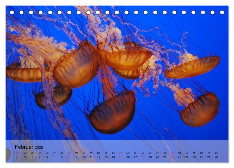 Produktbild: Quallen. Die Welt der Medusen (Tischkalender 2026 DIN A5 quer), CALVENDO Monatskalender