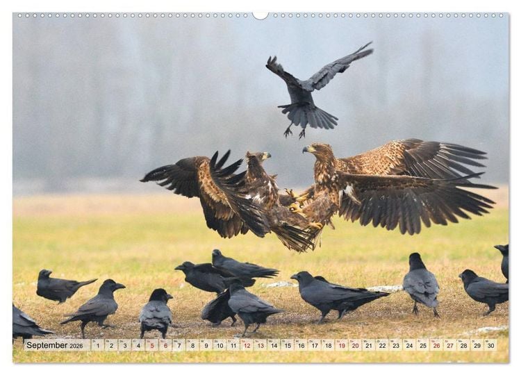 Produktbild: Majest&auml;tische Seeadler (hochwertiger Premium Wandkalender 2026 DIN A2 quer), Kunstdruck in Hochglanz