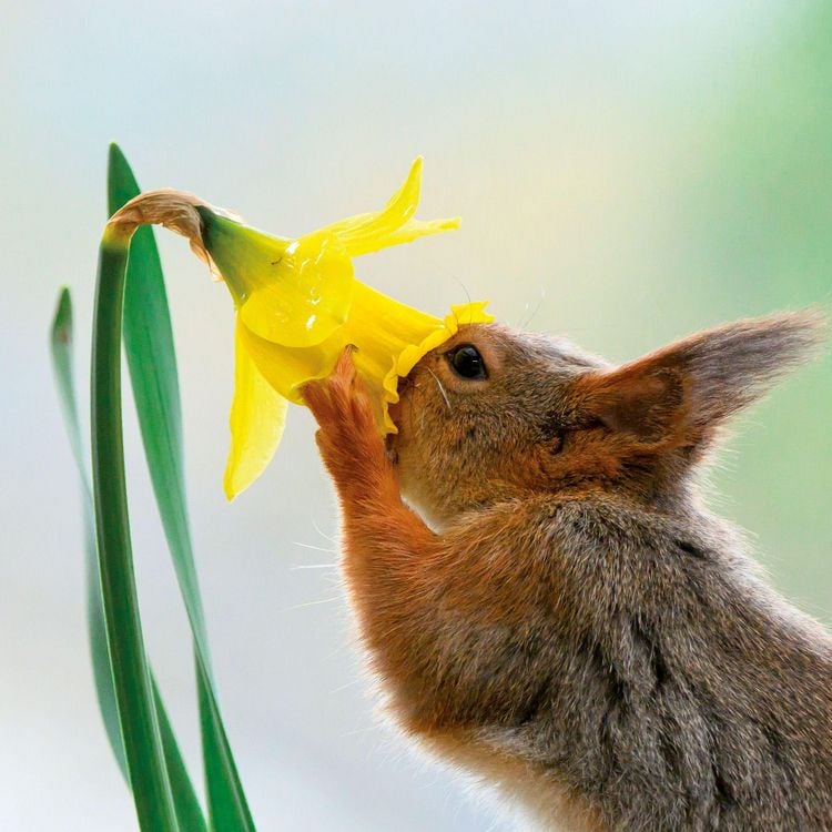 Produktbild: Eichh&ouml;rnchen / Squirrels 2027