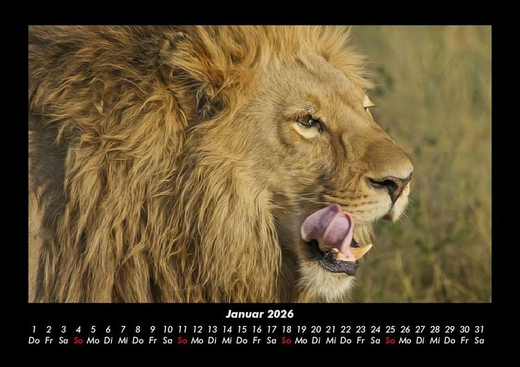 Produktbild: L&ouml;wen in der Wildnis 2026 Fotokalender DIN A3