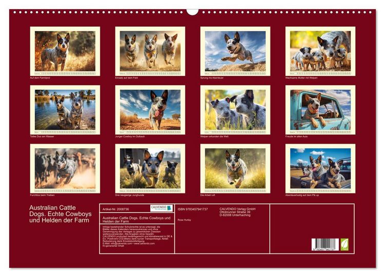 Produktbild: Australian Cattle Dogs. Echte Cowboys und Helden der Farm (Wandkalender 2026 DIN A2 quer), CALVENDO Monatskalender
