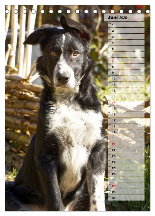 Produktbild: Mein Border Collie (Tischkalender 2026 DIN A5 hoch), CALVENDO Monatskalender