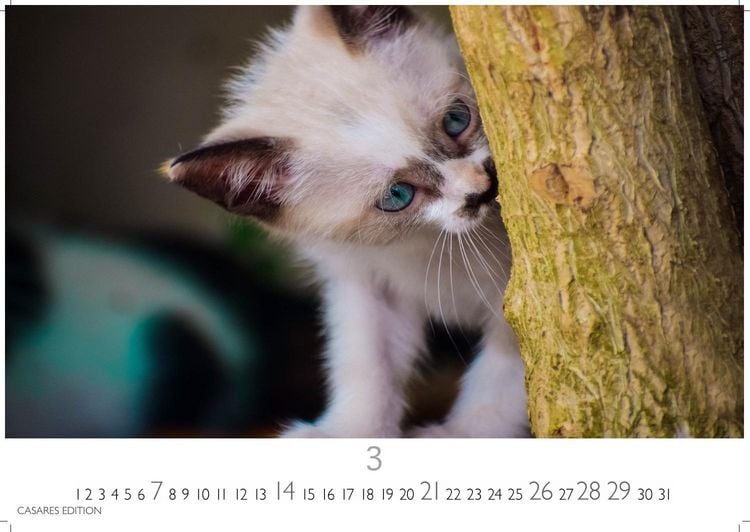 Produktbild: Funny Cats Kalender 2027 &ndash; Wandkalender | Fotokalender Tierkalender 35x50cm - Witziger Katzenkalender