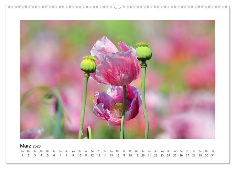 Produktbild: Mohn, Bl&uuml;tenzauber in Rosa, Pink und Wei&szlig; (Wandkalender 2026 DIN A2 quer), CALVENDO Monatskalender