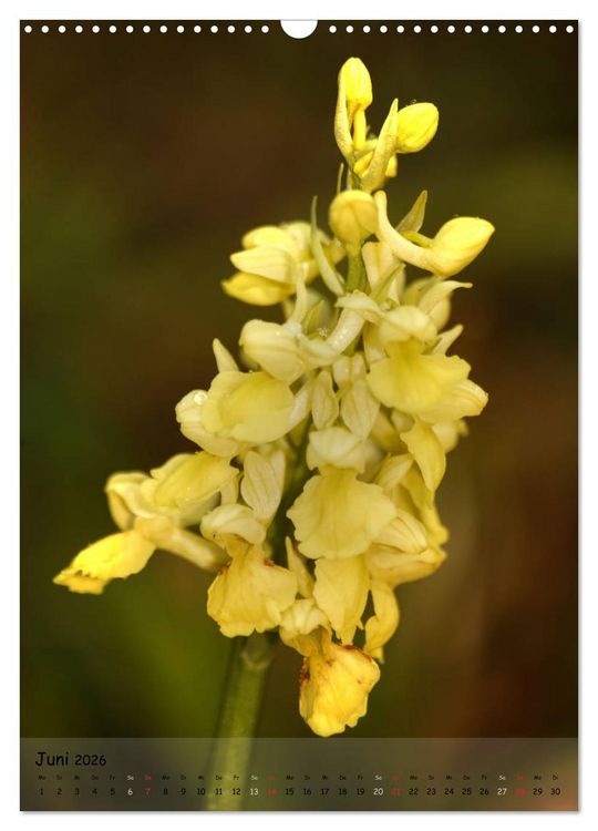 Produktbild: Juwelen der Natur - Ein Orchideensommer (Wandkalender 2026 DIN A3 hoch), CALVENDO Monatskalender