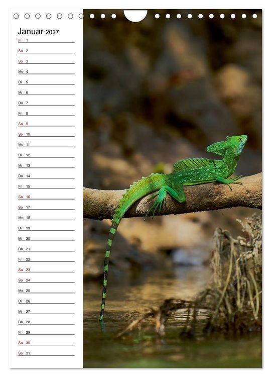 Produktbild: Costa Rica - Magische Tiere des Regenwaldes (Wandkalender 2027 DIN A4 hoch), CALVENDO Monatskalender