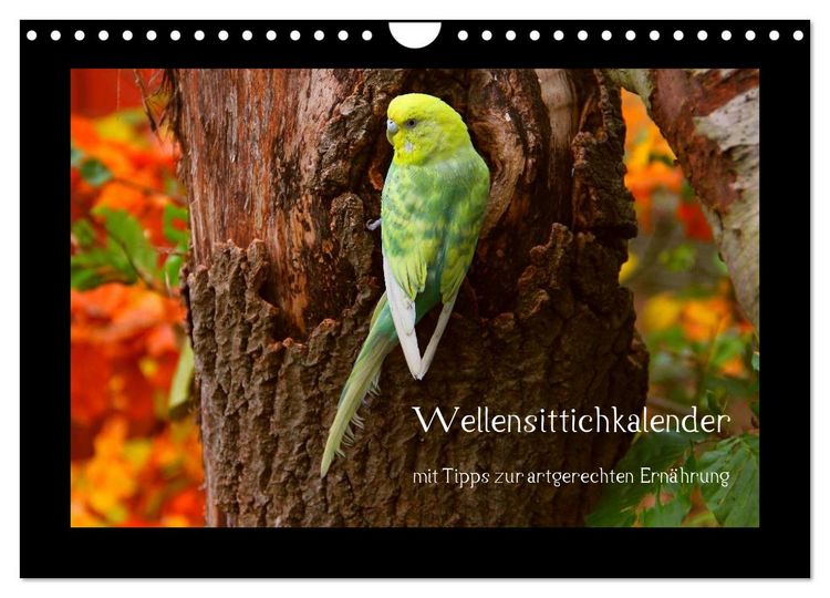 Produktbild: Wellensittichkalender mit Tipps zur artgerechten Ern&auml;hrung (Wandkalender 2026 DIN A4 quer), CALVENDO Monatskalender