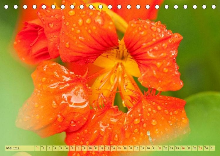 Produktbild: Bauerngarten - bunte Vielfalt (Tischkalender 2022 DIN A5 quer)
