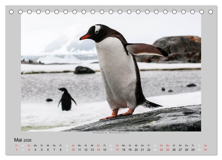 Produktbild: Tierleben in der Antarktis (Tischkalender 2026 DIN A5 quer), CALVENDO Monatskalender