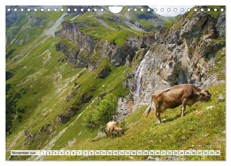 Produktbild: K&uuml;he im Einklang mit der Natur (Wandkalender 2026 DIN A4 quer), CALVENDO Monatskalender