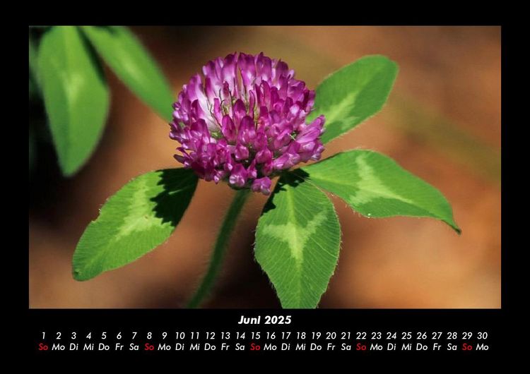 Produktbild: Blumenkalender 2025 Fotokalender DIN A3