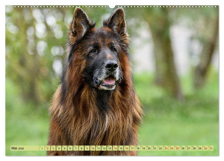 Produktbild: Altdeutsche Sch&auml;ferhunde - Traumhafte Sch&auml;ferhunde Langstockhaar (Wandkalender 2026 DIN A2 quer), CALVENDO Monatskalender
