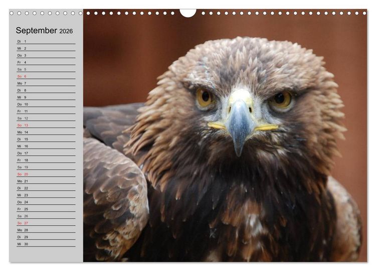 Produktbild: Adler und Greife. K&ouml;nige des Himmels (Wandkalender 2026 DIN A3 quer), CALVENDO Monatskalender