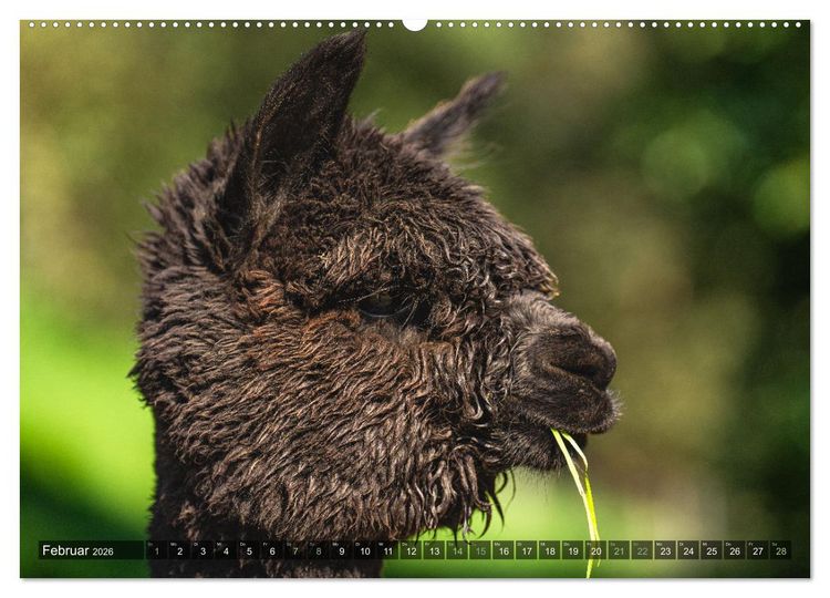 Produktbild: Alpakas im Portrait (Wandkalender 2026 DIN A2 quer), CALVENDO Monatskalender
