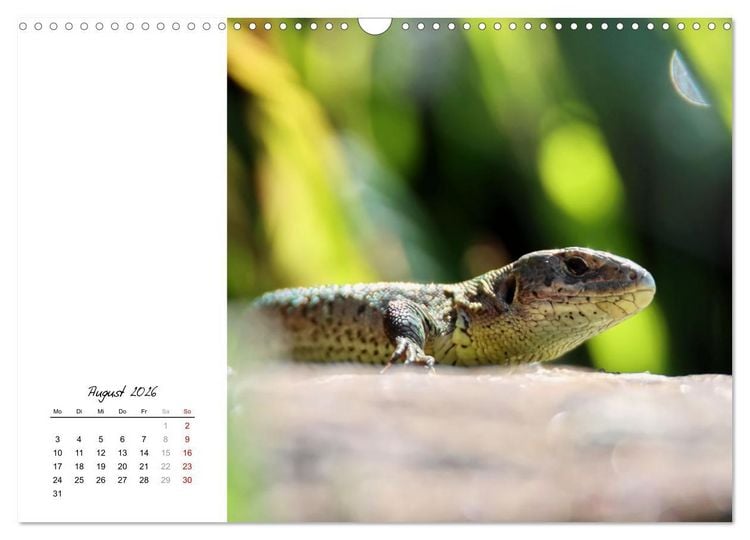 Produktbild: Eidechsen, flinke R&auml;uber (Wandkalender 2026 DIN A3 quer), CALVENDO Monatskalender