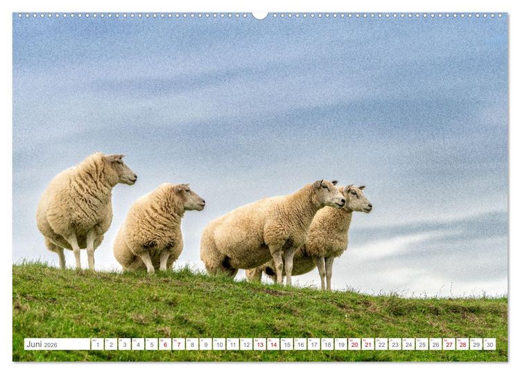 Produktbild: Naturerlebnis R&oslash;m&oslash; (hochwertiger Premium Wandkalender 2026 DIN A2 quer), Kunstdruck in Hochglanz