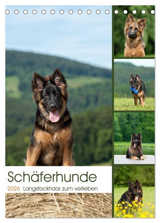 Produktbild: Sch&auml;ferhunde Langstockhaar zum verlieben (Tischkalender 2026 DIN A5 hoch), CALVENDO Monatskalender