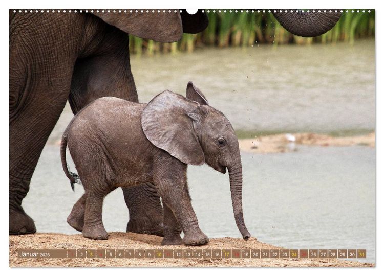 Produktbild: Wildes Kinderzimmer - Tierkinder in Afrika (Wandkalender 2026 DIN A2 quer), CALVENDO Monatskalender