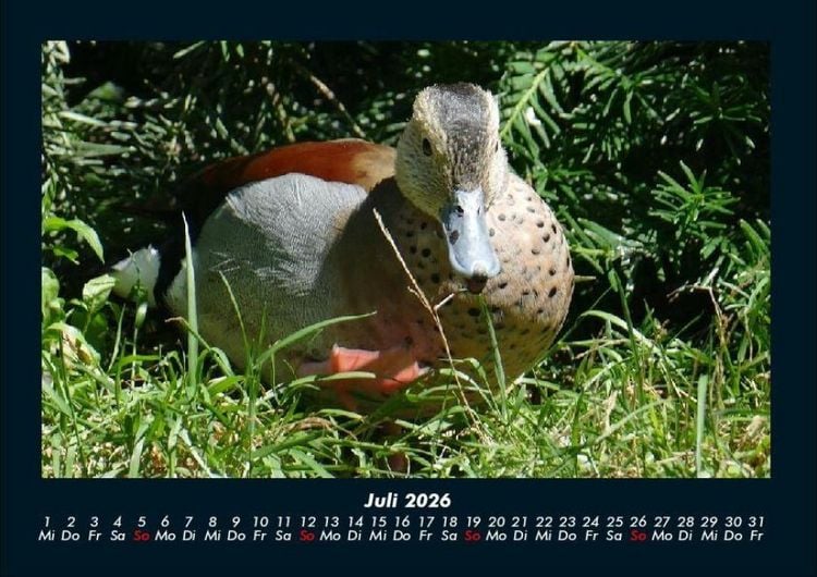 Produktbild: Enten 2026 Fotokalender DIN A4